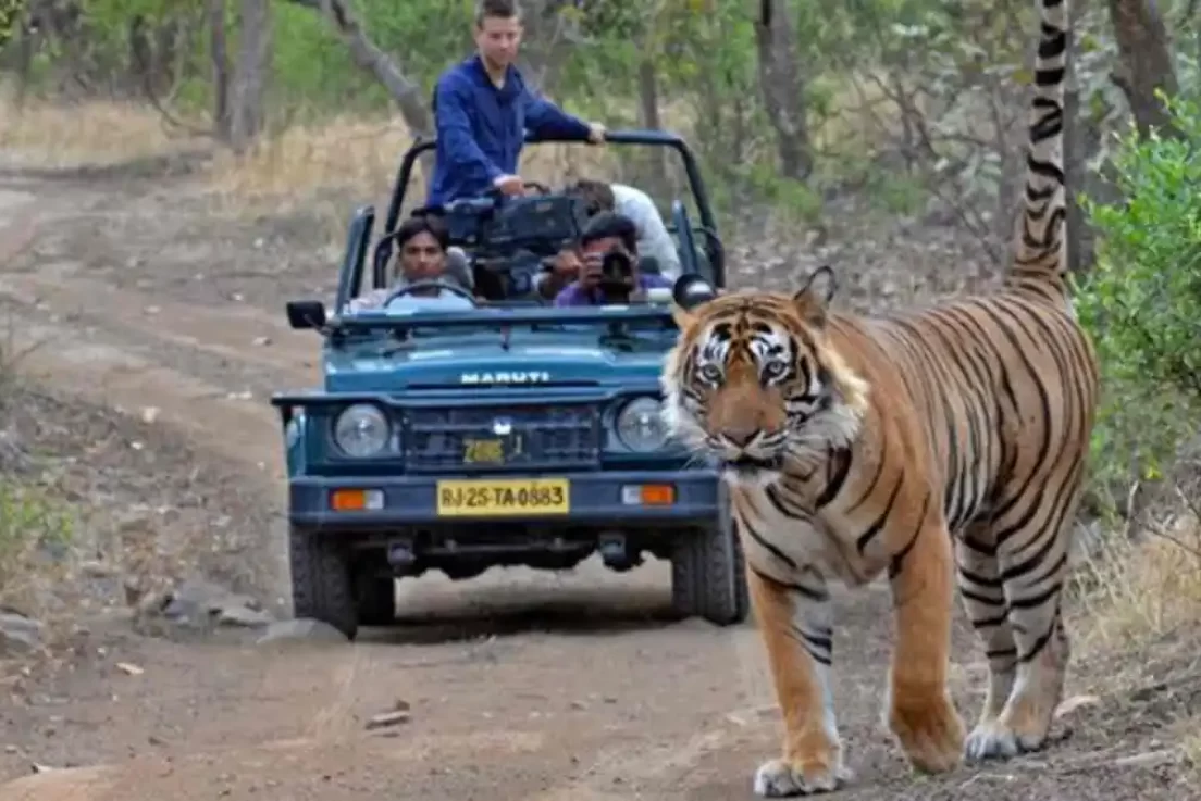 jim-corbett-tiger-safari-kota-rajasthan-travel-agents-b9kqs9rw09